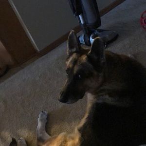 Meet your Posher, Evie